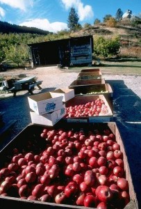 manzanas